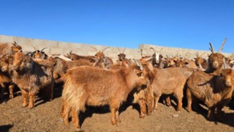 bayandelger_red_goat