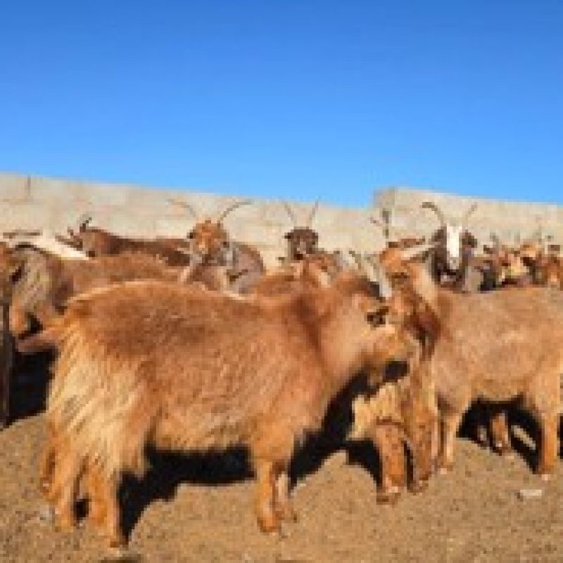 bayandelger_red_goat